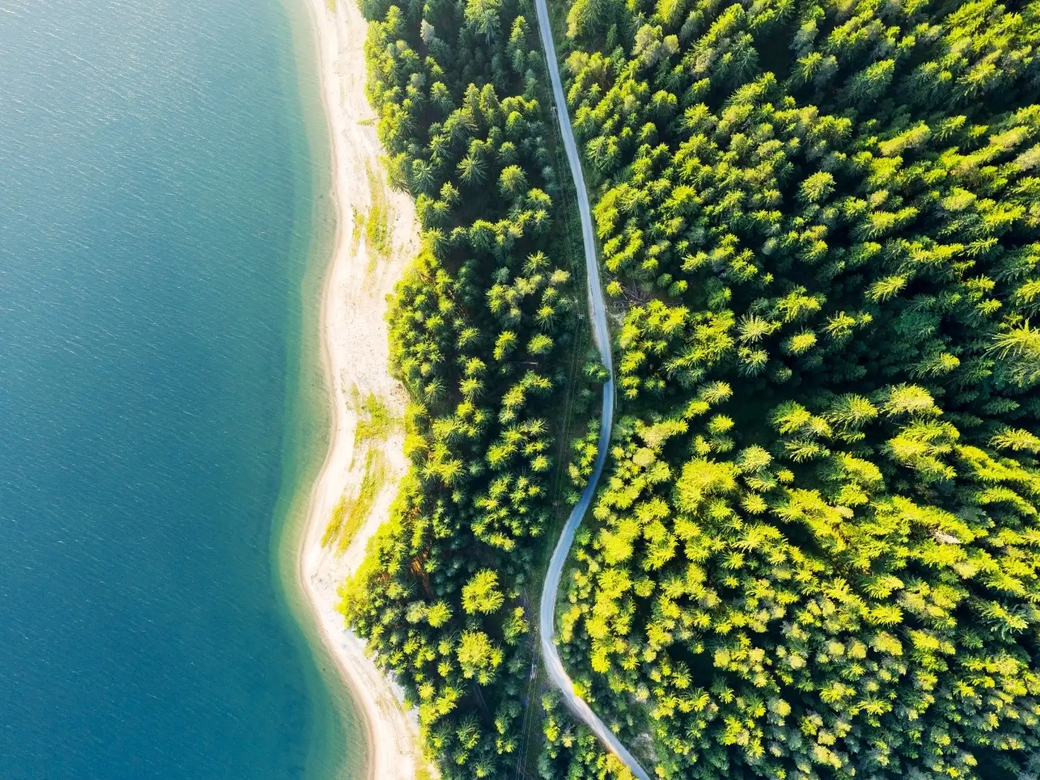 Aerial Ocean and Trees Scene - Header image
