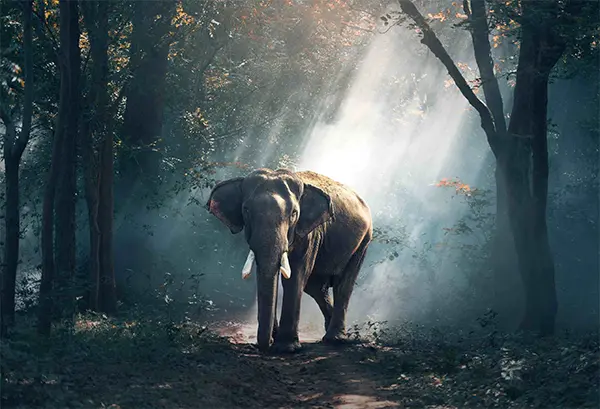 An elephant in a forest