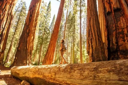 Exploring in a forest