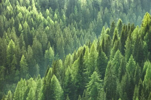 Forest of trees - aerial image