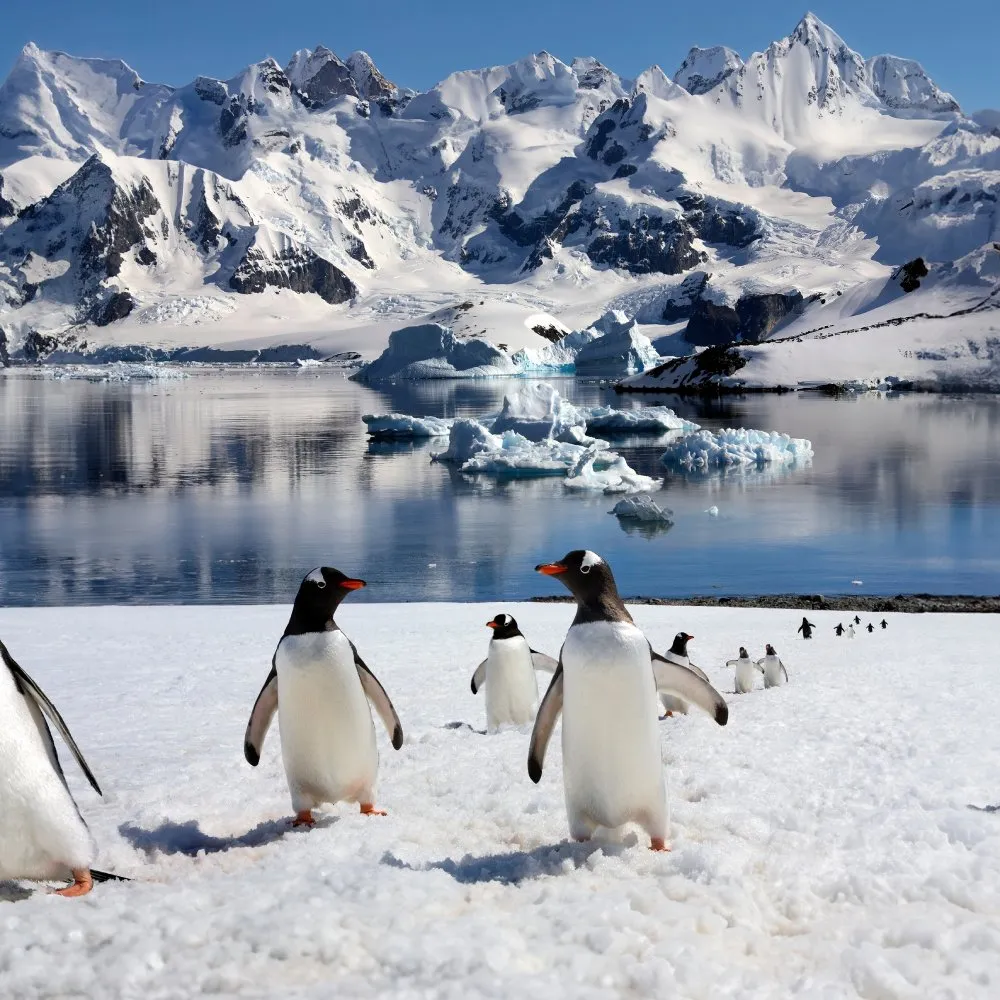 Gentoo Penguins on the Antarctic Peninsula in Antarctica