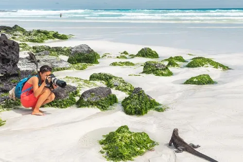 A lady taking a photograph of a lizard