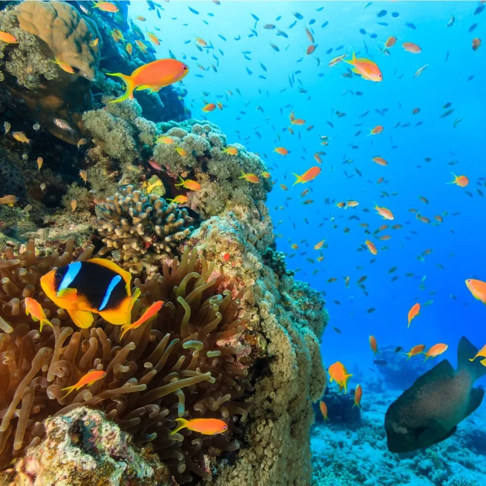 Ocean underwater scene with fish