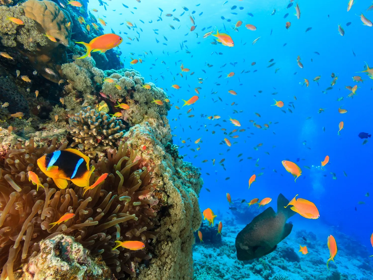 Ocean underwater scene with fish