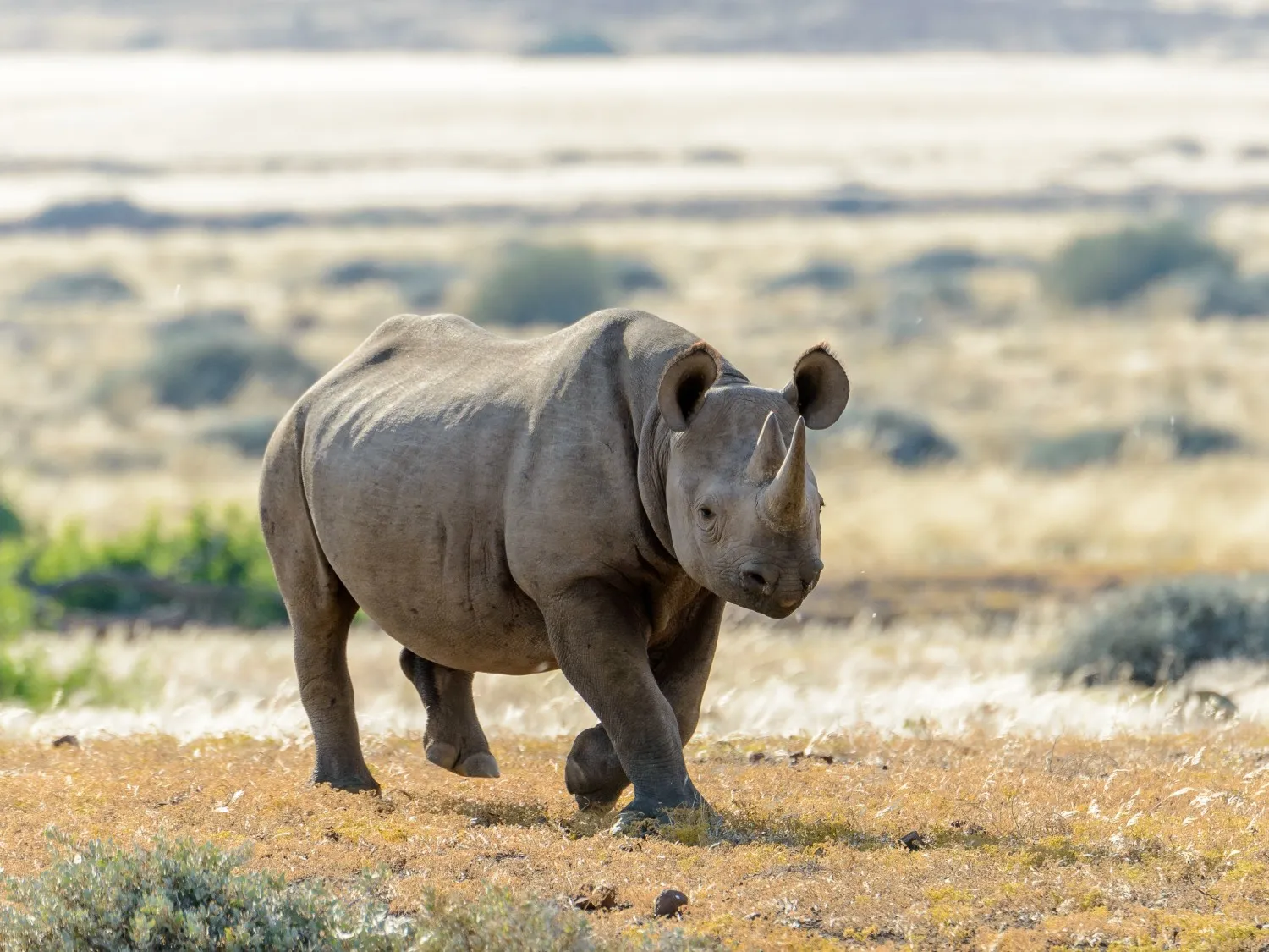 Rhino in the wild