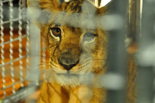 A wild animal in a cage